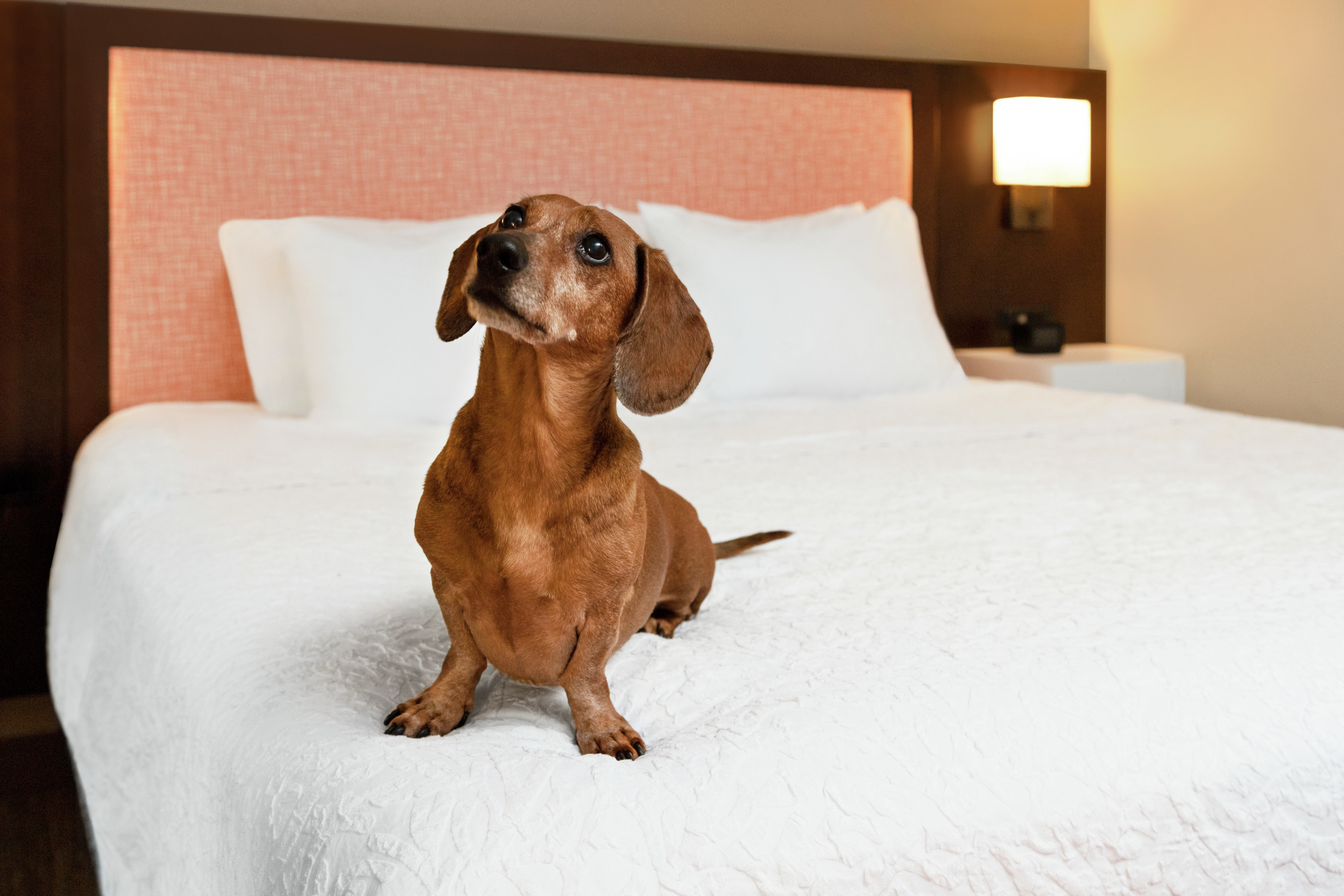 Hampton Inn is now conveniently pet friendly for guests to bring along their furry friends.